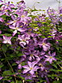 Clematis Solina IMG_7192 Powojnik